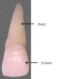 rootcrowntooth